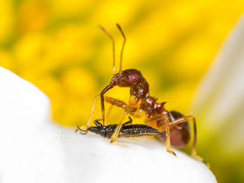 Larve der Ameisensichelwanze frisst erbeuteten Thrips auf Margeritenblüte; Weiter zur Wissenschafts-Reportage.