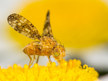 Fliege beim Fressen auf Margeritenblüte. Link zum Multivisions-Vortrag biologische Vielfalt Wiese