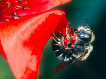 Biene mit blauen Augen beisst an rotem Mohnblatt ein Stück heraus. Link zum Multivisions-Vortrag Acker