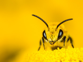Gelbbehaarte Biene sitzt auf gelber Rainfarnblüte; Foto-link führt zu den Galerien Bienen und Wespen