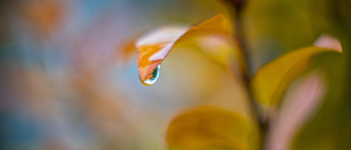 Steppenkirschenblatt im Herbst mit Regentropfen