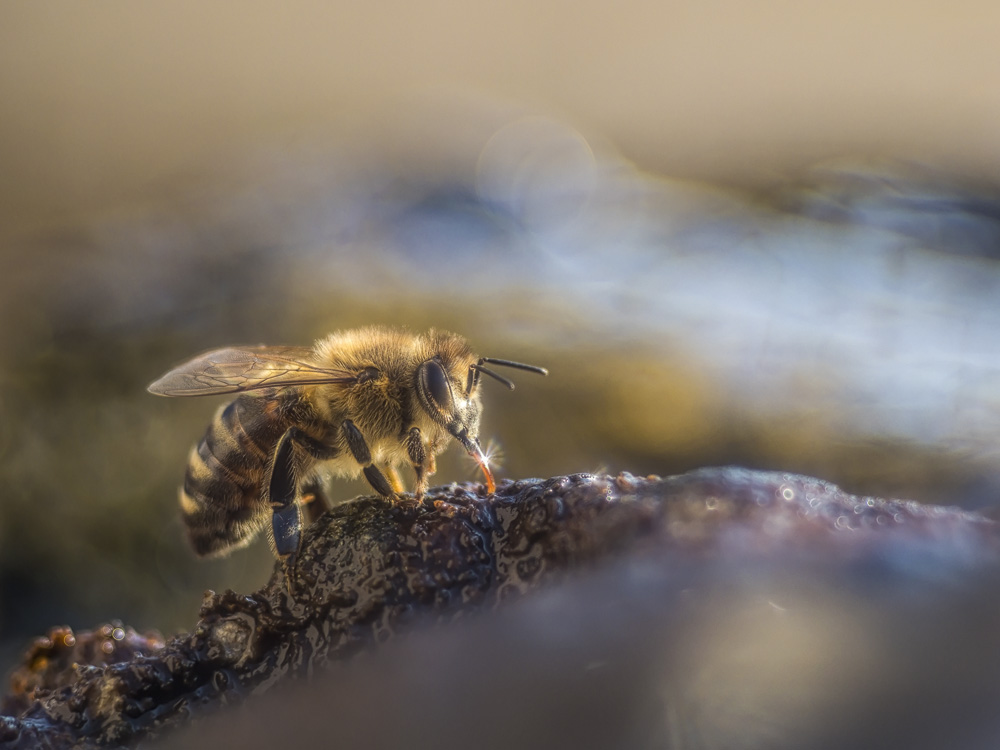 Honigbiene trinkt Wasser